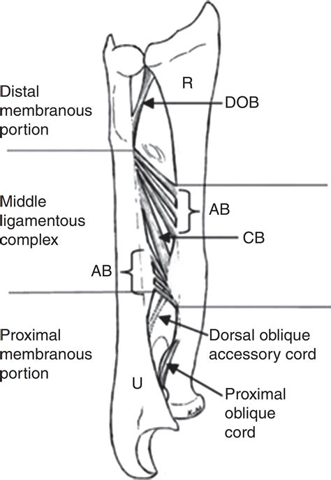 interosseous membrane injury treatment